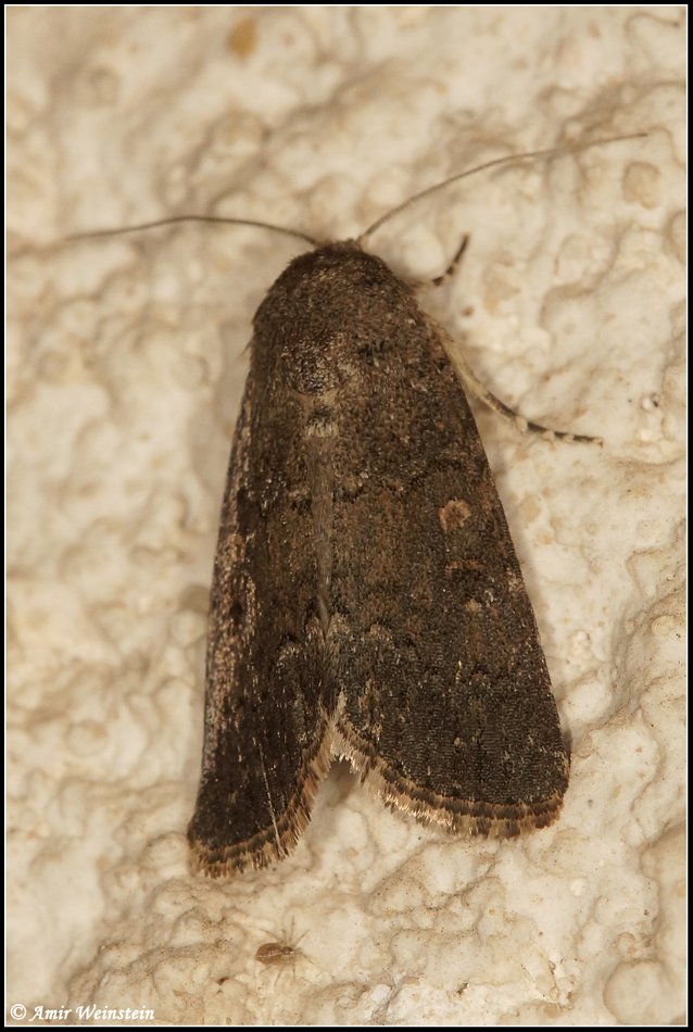 Lepidoptera d''Israele - Part 1    ID Help Request